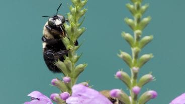 bumblebee-pollinators