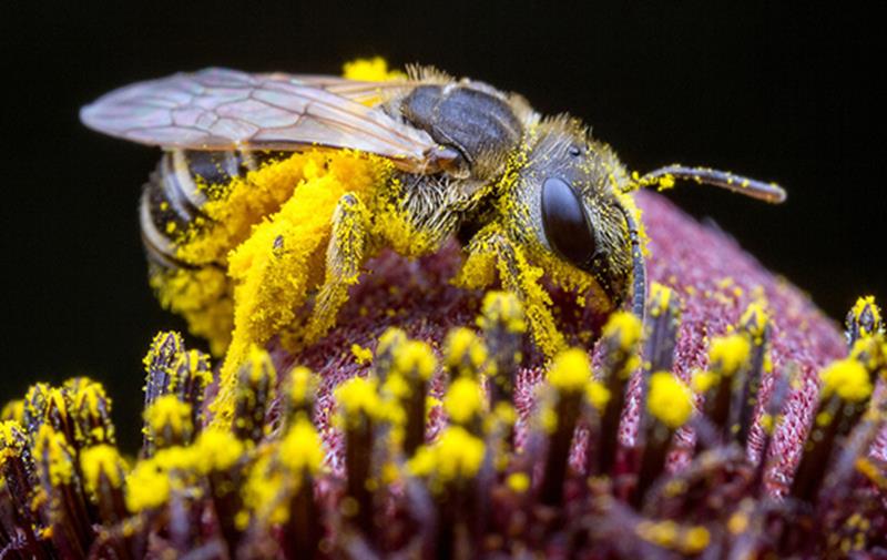 sweatbee_alexwild_pollinators