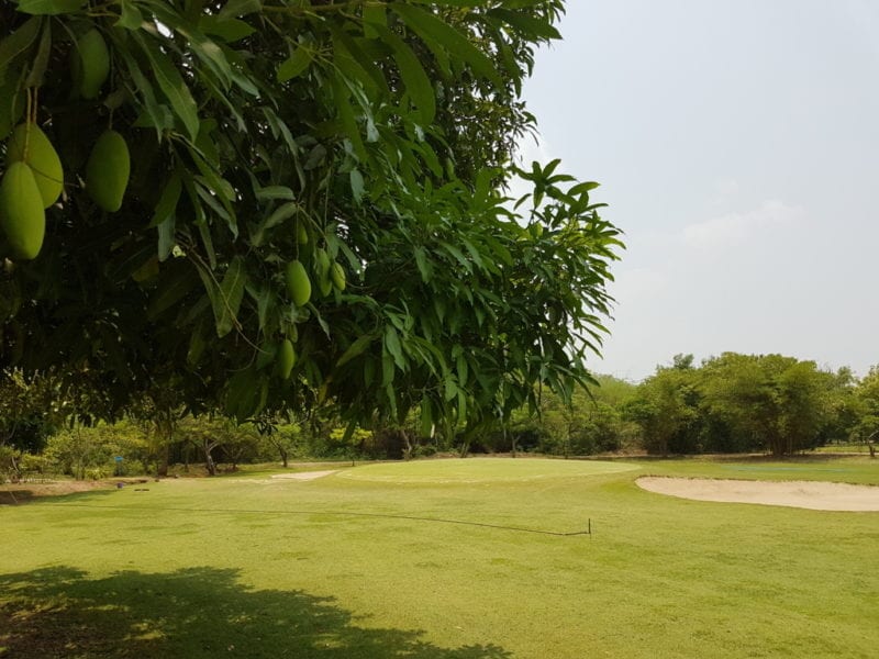 Yay Tagon Taung fruit on tree edible golf courses