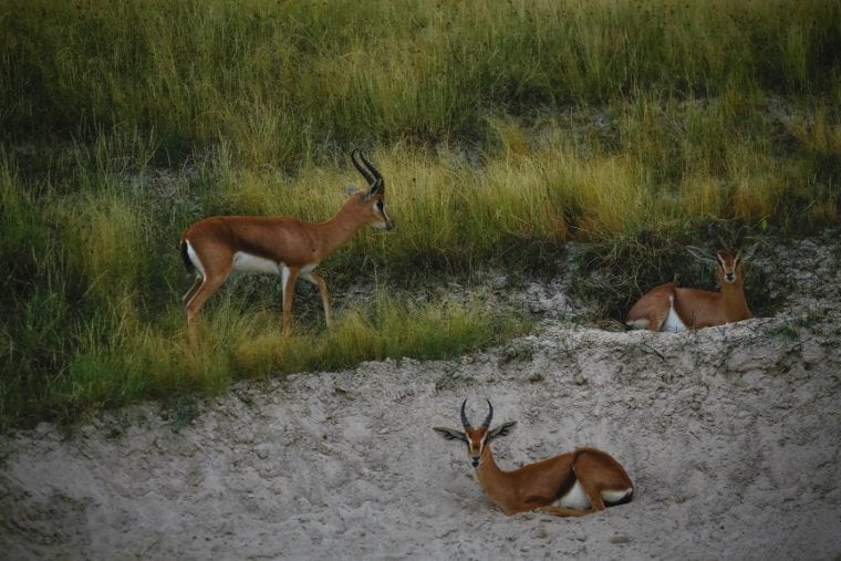 Saadiyat Beach Golf Club inhabits a wide variety of animals including Mountain Gazelles Abu Dhabi