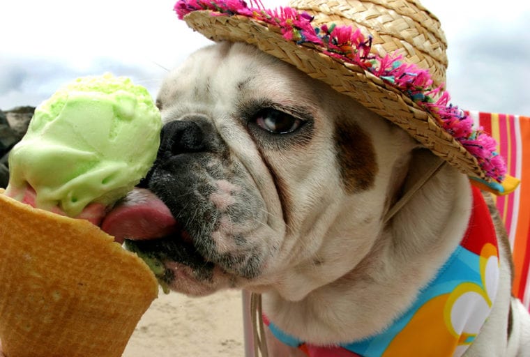 dog days in the summer membership marketing