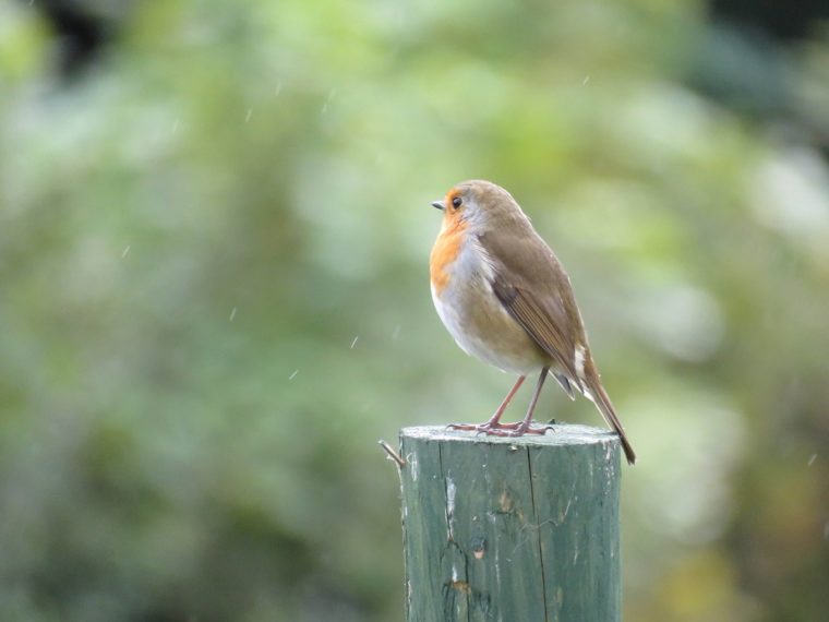 wildlife conservation Robin at Clitheroe Golf Club