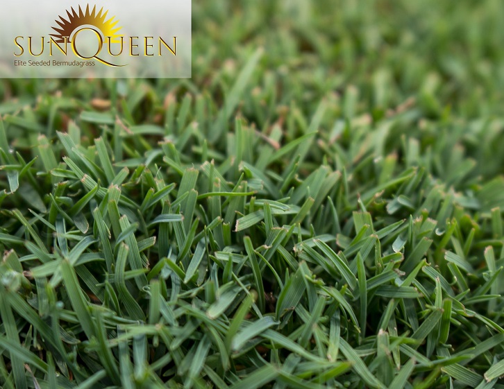 Pure Seed and Atlas Turf International are introducing Sun Queen bermudagrass